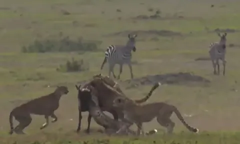 CLIP: Đàn báo săn 'tung chiêu', tóm gọn linh dương trong chớp mắt