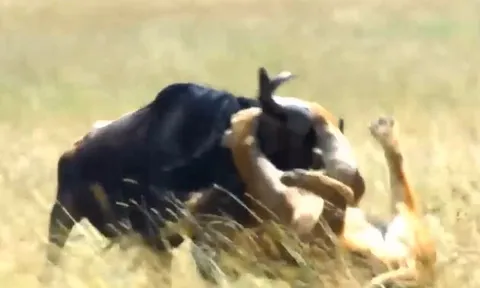 CLIP: Sư tử ẩn nấp tài tình, tóm gọn linh dương đầu bò dễ dàng