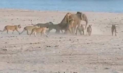 CLIP: Bị 14 con sư tử cắn xé, voi đơn độc vẫn khiến chúa tể đồng cỏ 'ôm hận'