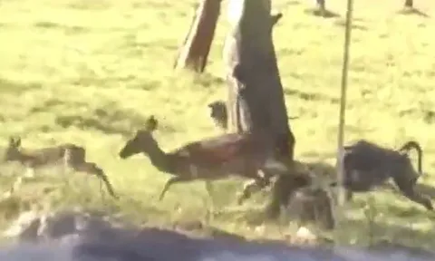 CLIP: Bị khỉ đầu chó bắt mất con, linh dương mẹ nổi cơn thịnh nộ, quyết trả thù và cái kết gây chú ý