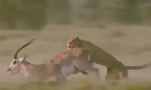 CLIP: Truy sát linh dương, báo săn bị con mồi húc cho trọng thương