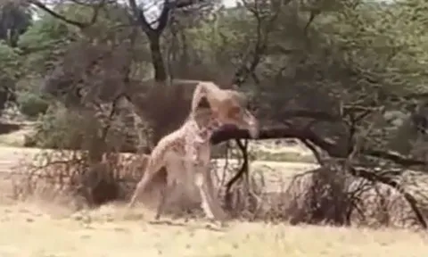 CLIP: Sư tử 'tung chiêu', hạ gục hươu cao cổ trong chớp mắt