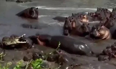 CLIP: Rơi vào vòng vây của hơn 30 con hà mã, cá sấu nhận cái kết tan xương nát thịt