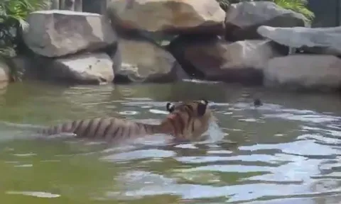 CLIP: Lao xuống nước săn vịt, hổ bị con mồi biến thành trò hề