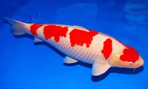 Top 10 loài cá đắt giá nhất trên thế giới, có loài hơn 34 tỷ đồng/con