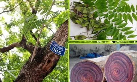 Loại gỗ ở Việt Nam được mệnh danh là 'vàng lộ thiên', cây 20 năm tuổi trở lên đã có giá hàng chục tỷ đồng