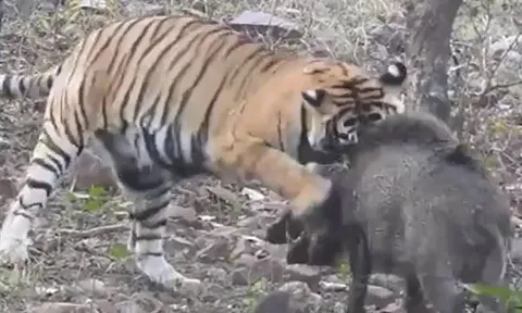 CLIP: 'Rơi vào tay' hổ, lợn rừng nhận cái kết ai cũng đoán được