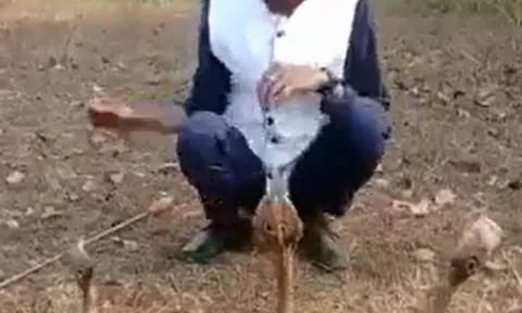 CLIP: Đem 3 con rắn hổ mang chúa ra chơi đùa rồi quay video, người đàn ông nhận cái kết 'đắng ngắt'