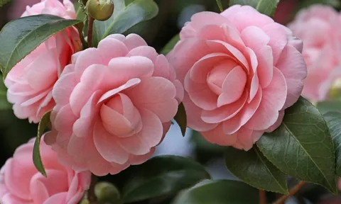 Sai lầm từ bước đầu tiên khi trồng hoa trà, khiến nụ hoa teo lại và rụng lá