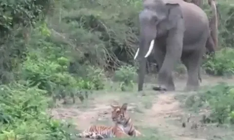 CLIP: Đang nằm nghĩ ngơi, hổ bỗng làm ra hành động vô cùng xấu hổ khi voi xuất hiện