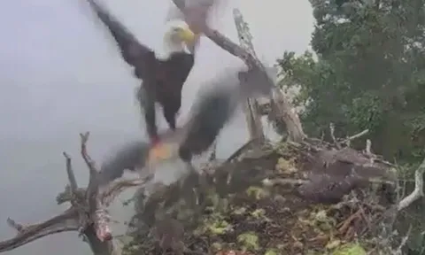 CLIP: 'Rùng mình' trước khoảng khắc đại bàng hói thảm sát chim ưng biển non