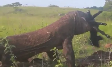 CLIP: Ớn lạnh trước cảnh rồng Komodo mukbang dê núi