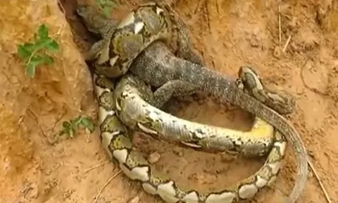 CLIP: Màn tử chiến kịch tính của trăn gấm và rồng Komodo