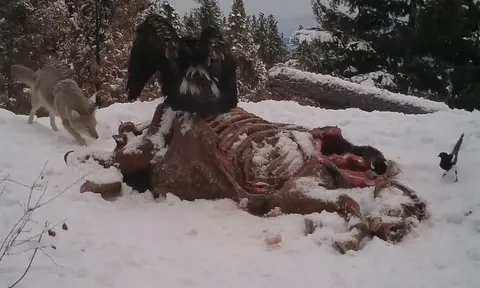 CLIP: Cuộc chiến giành mồi đầy gay cấn giữa đại bàng vàng và chó sói 