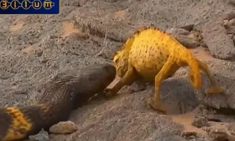 CLIP: Đối đầu với rắn ngựa vằn, tắc kè hoa nhận cái kết bi thảm