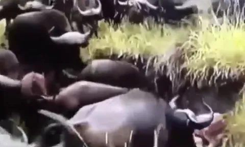 CLIP: Giết hại nghé con, sư tử bị đàn trâu rừng tấn công đến chết