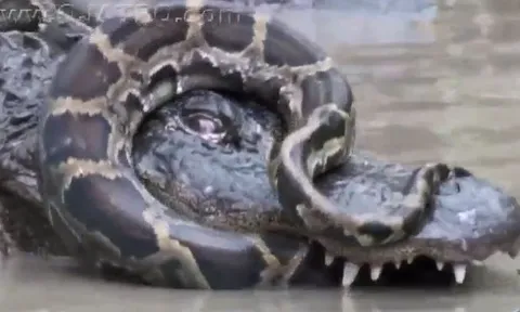 CLIP: Màn đại chiến bất phân thắng bại của cá sấu và trăn