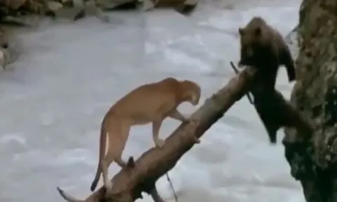 CLIP: Đang truy sát gấu con, báo sư tử bỗng co giò bỏ chạy khi con vật này xuất hiện