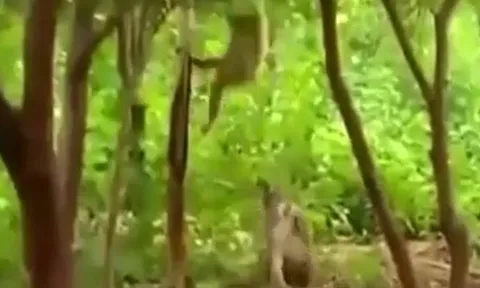 CLIP: Khỉ dở bài nhây, chọc đàn hổ nổi điên nhưng cái kết mới gây chú ý