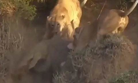 CLIP: Rủ nhau sau cá sấu, đàn sư tử nhận cái kết bẽ mặt