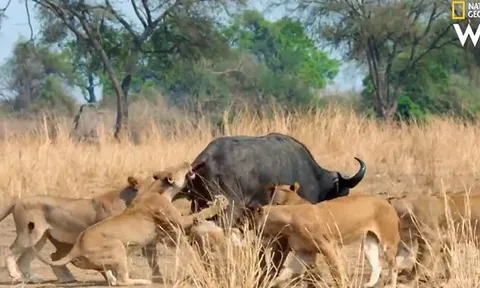 CLIP: Đi săn trâu rừng, sư tử bị con mồi húc cho tan xương nát thịt