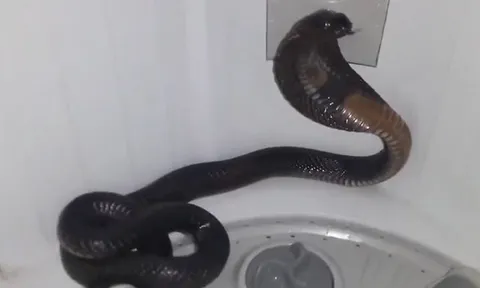 CLIP: Gia chủ kinh hãi khi phát hiện rắn hổ mang chúa trong máy giặt