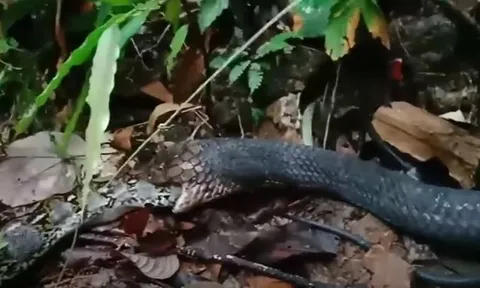 CLIP: Rắn hổ mang chúa 'tiêm' nọc độc cho trăn rồi từ từ mukbang con mồi