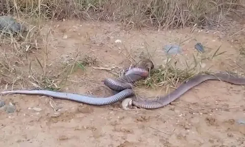 CLIP: Mãn nhãn trước màn tử chiến của con rắn hổ mang chúa