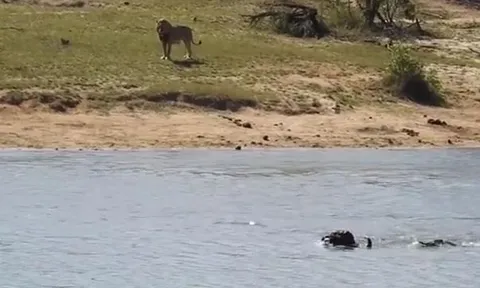 CLIP: Bị cả sư tử lẫn cá sấu truy sát, trâu rừng vẫn thoát chết ngoạn mục