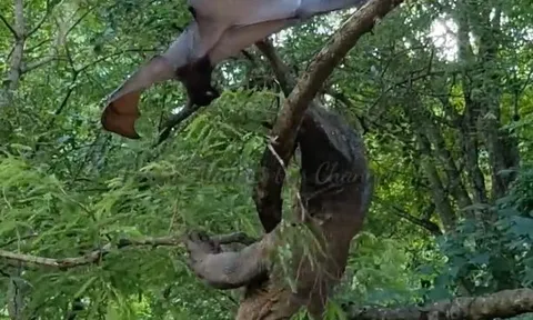 CLIP: Rồng Komodo nỗ lực phi thân lên cây săn dơi và cái kết gây chú ý