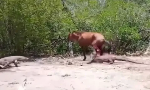 CLIP: Bị 2 con rồng Kodomo truy sát, ngựa nhận cái kết bi thảm