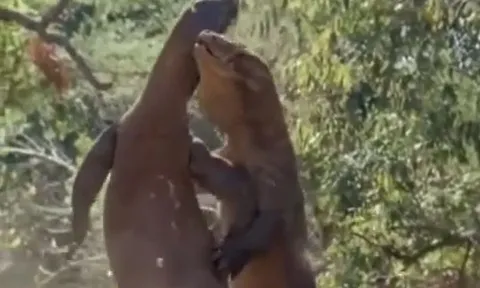 CLIP: 'Nghẹt thở' xem màn tử chiến giành bạn tình của rồng Komodo