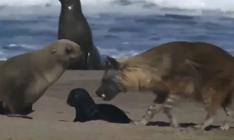 CLIP: Mò ra bờ biển săn hải cẩu con, linh cẩu nâu liền bị phụ huynh của con mồi đe dọa và cái kết