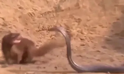 CLIP: Chủ động tấn công cầy Mangut, rắn hổ mang chúa nhận cái kết bi thảm