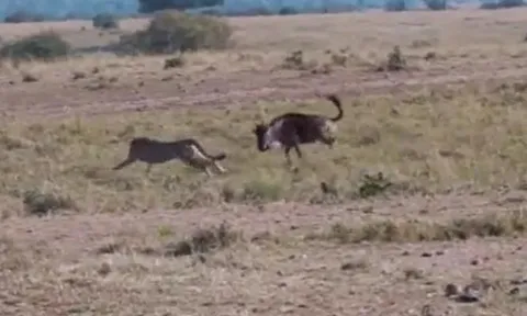 CLIP: Đi săn linh dương đầu bò, báo săn con mồi làm cho bẽ mặt