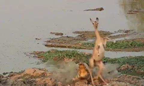 CLIP: Cá sấu tóm linh dương Impala khi đang uống nước và cái kết khó ngờ