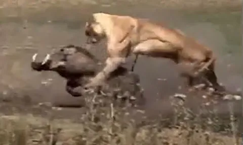 CLIP: Bị sư tử truy sát, lợn bướu có màn 'bẻ lái' cực ngầu khiến chúa tể đồng cỏ 'ôm hận'