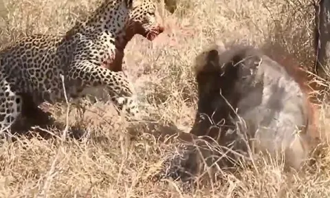 CLIP: Đang mukbang lợn bướu, con mồi bỗng vùng dậy phản đòn và pha ứng xử 'cao tay' của báo hoa mai