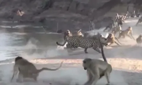 CLIP: Rơi vào vòng vây của đàn khỉ đầu chó, báo hoa mai vội vã bỏ chạy thoát thân