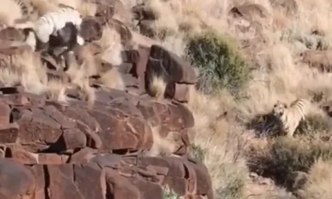 CLIP: Đụng độ khỉ đầu chó, hổ trắng bị tát không trượt phát nào