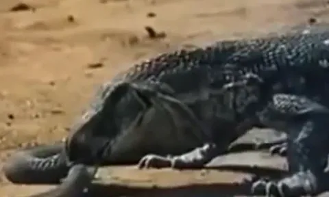 CLIP: Kỳ đà tóm gọn rắn hổ mang và ăn thịt con mồi khiến cầy Mangut sợ hãi