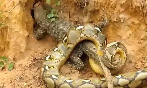 CLIP: Bị trăn siết chặt rồi chuẩn bị ăn thịt, kỳ đà bỗng thoát chết ngoạn mục nhờ 'vị cứu tinh' đặc biệt