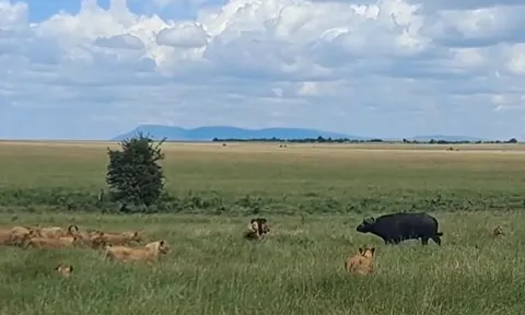 CLIP: Bị hàng chục con sư tử bao vây, trâu rừng vẫn có màn chống trả cực gắt