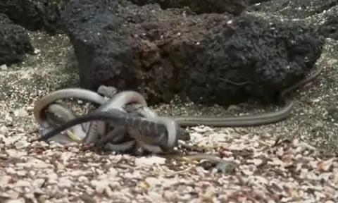 CLIP: Rơi vào vòng vây của hàng trăm con rắn, kỳ nhông vẫn thoát chết ngoạn mục