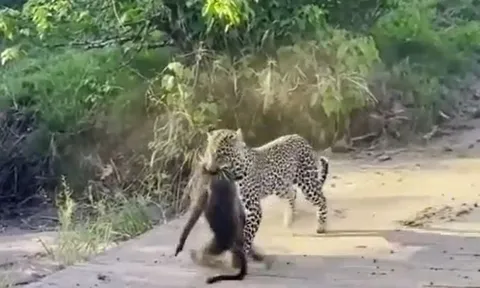 CLIP: Màn giằng co quyết liệt giữa báo đốm và khỉ đầu chó