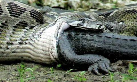 Điểm mặt 4 'quái vật' đáng sợ sống ở Amazon, ngay cả cá sấu cũng 'khiếp vía' khi chạm trán