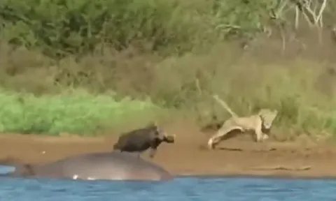 CLIP: Đang tắm bùn, lợn bướu bỗng bị sư tử truy sát và cái kết khó tin