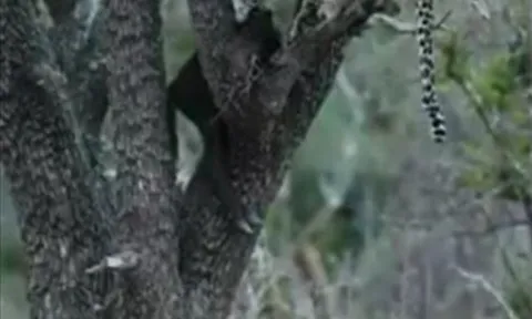 CLIP: Trâu rừng truy sát báo hoa mai để đòi lại xác con non