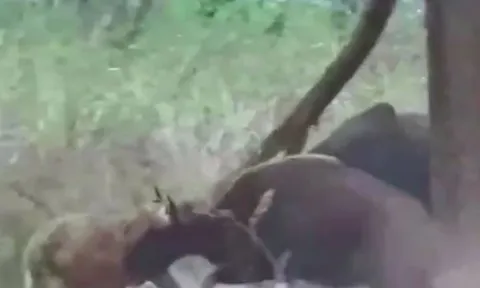 CLIP: Thấy đồng loại bị hổ tấn công, bò tót lao lại giải cứu và cái kết dở khóc dở cười