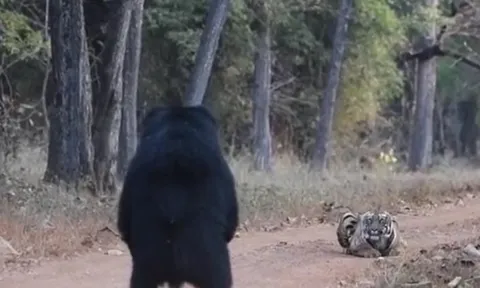 CLIP: Đụng độ gấu lợn, hổ làm ra hành động khiến người xem 'ngã ngửa'